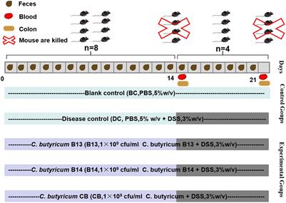 Clostridium butyricum isolated from giant panda can attenuate dextran sodium sulfate-induced colitis in mice